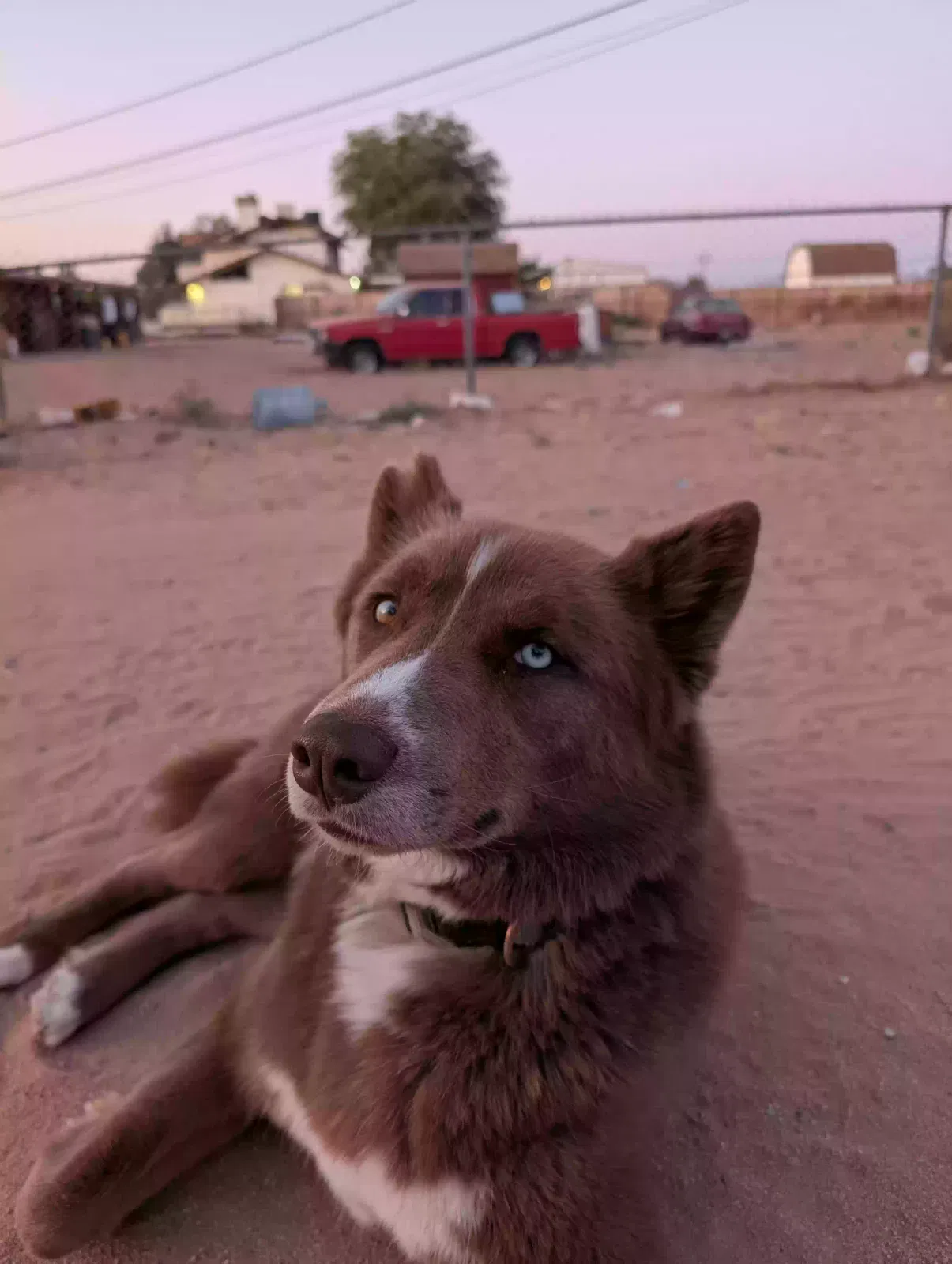 Lost dog in Santa Ana, CA, 92704