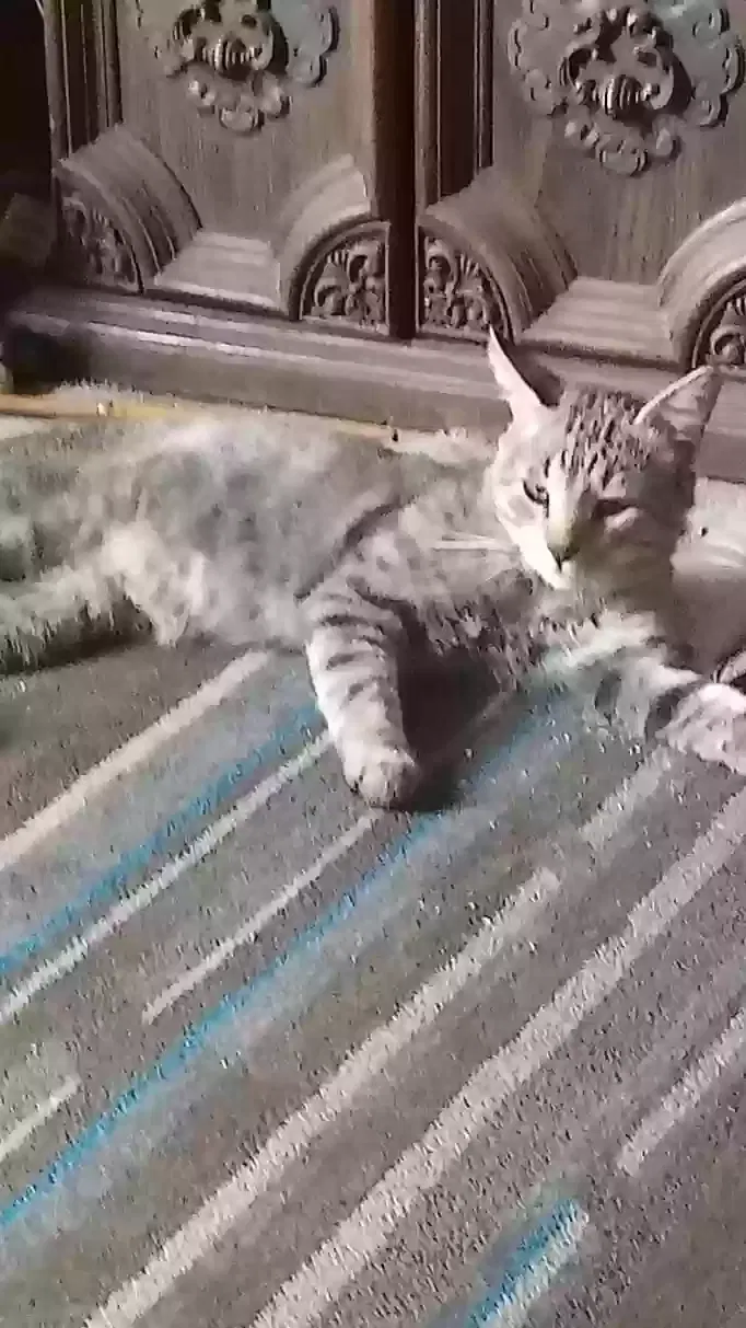 Lost cat in Golden, CO, 80401