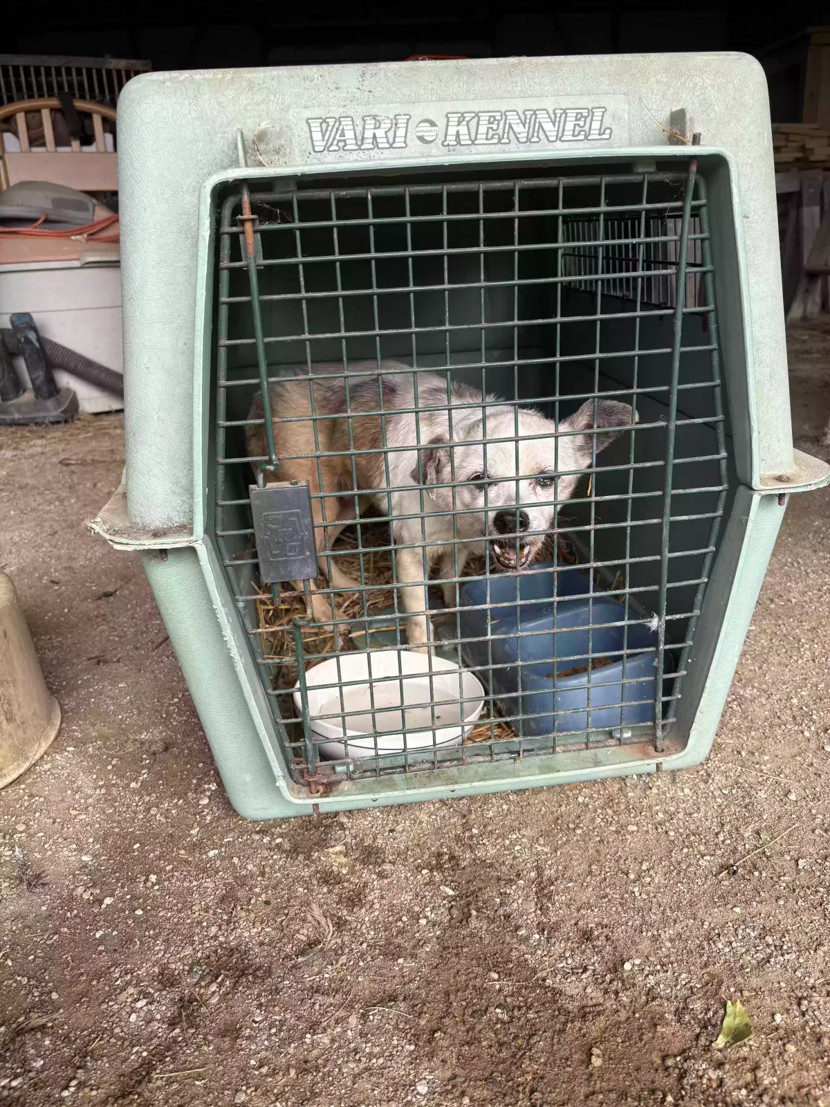 Found dog in Imlay City, MI, 48444