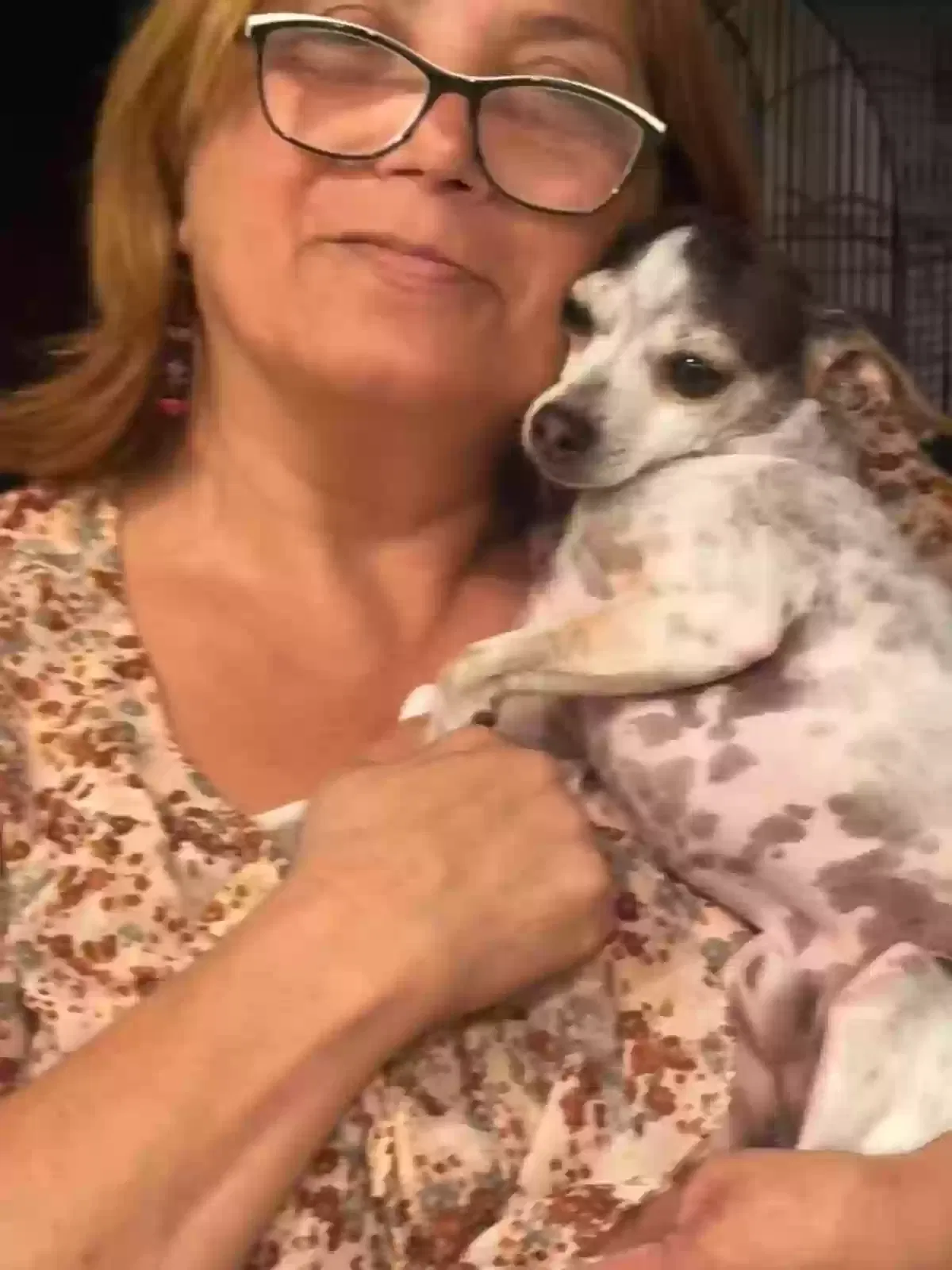 Lost dog in Homestead, FL, 33034