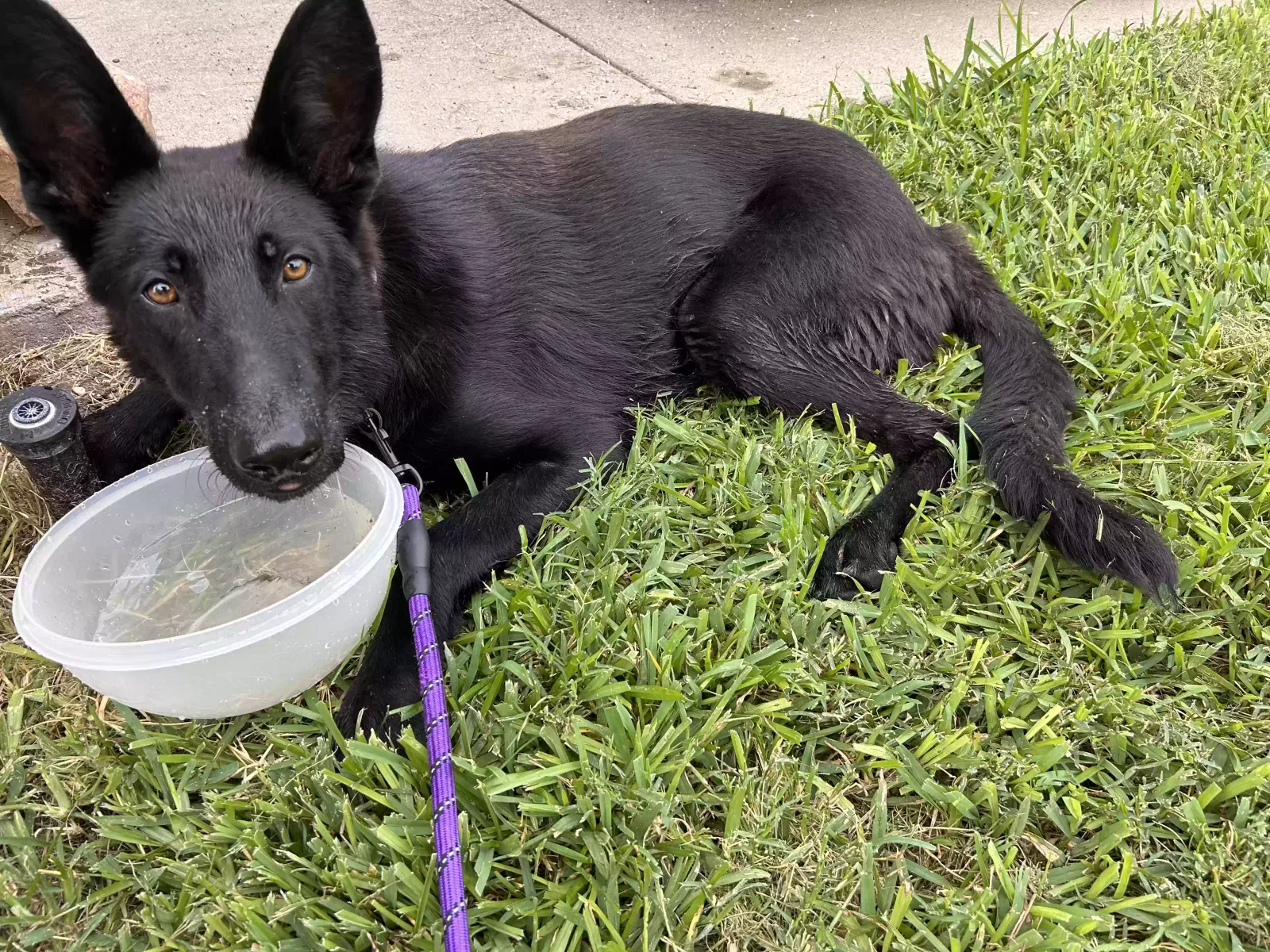 Found dog in Woodway, TX, 76712
