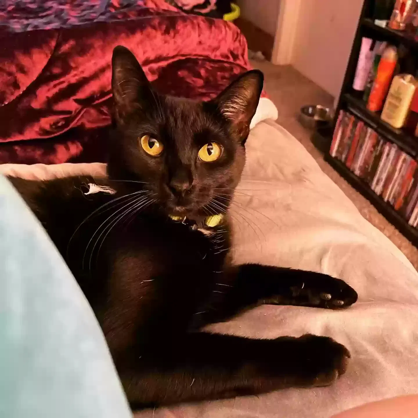 Lost cat in Mckinney, TX, 75069
