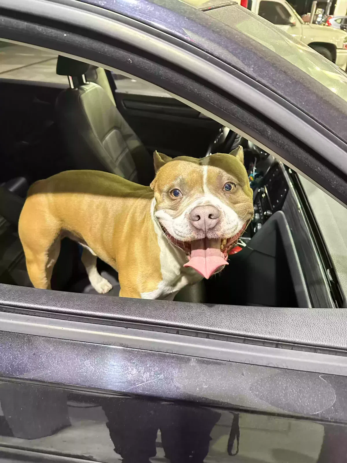 Lost dog in Los Angeles, CA, 90047