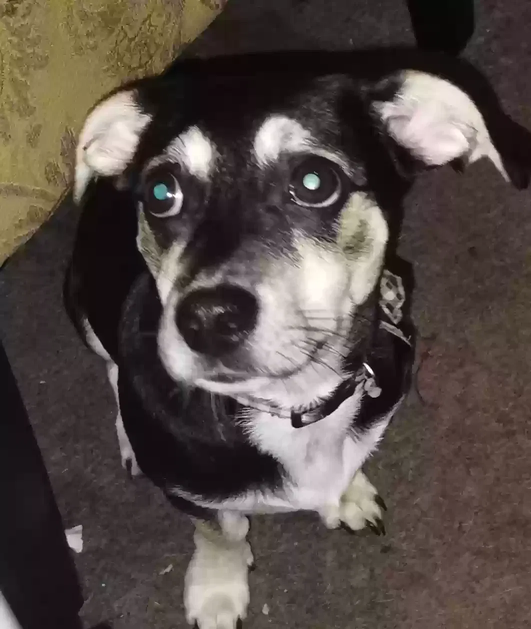 Lost dog in Independence, MO, 64053
