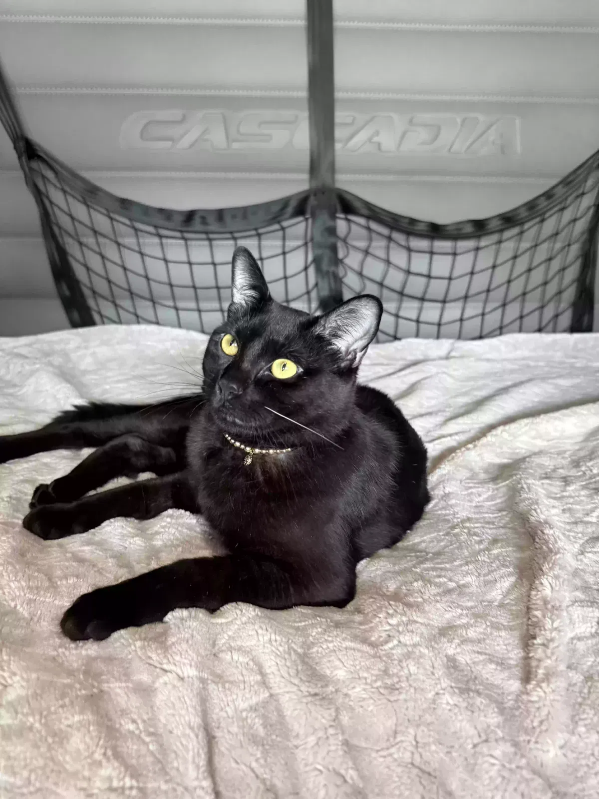 Lost cat in Virginia Beach, VA, 23455