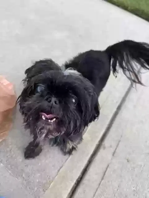 Found dog in Flowery Branch, GA, 30542