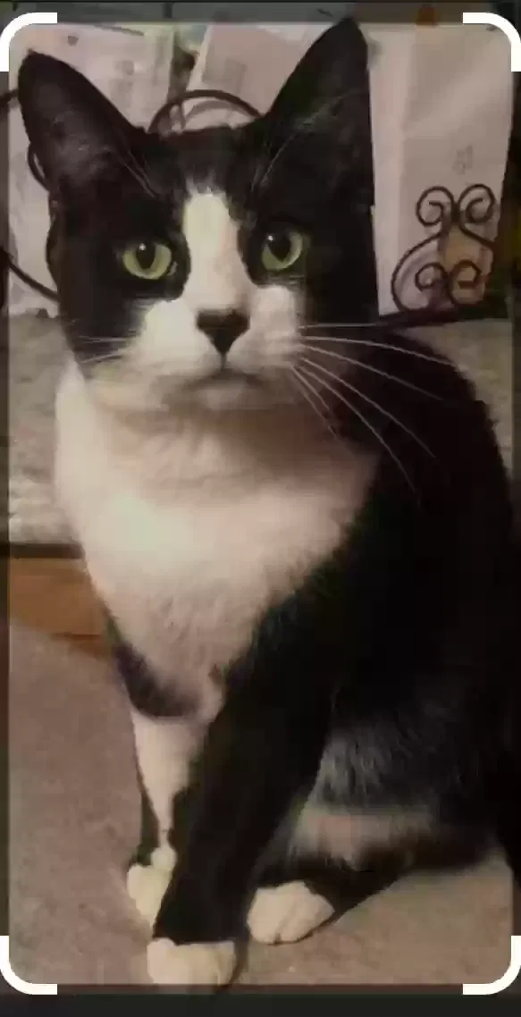 Lost cat in Fresno, CA, 93710