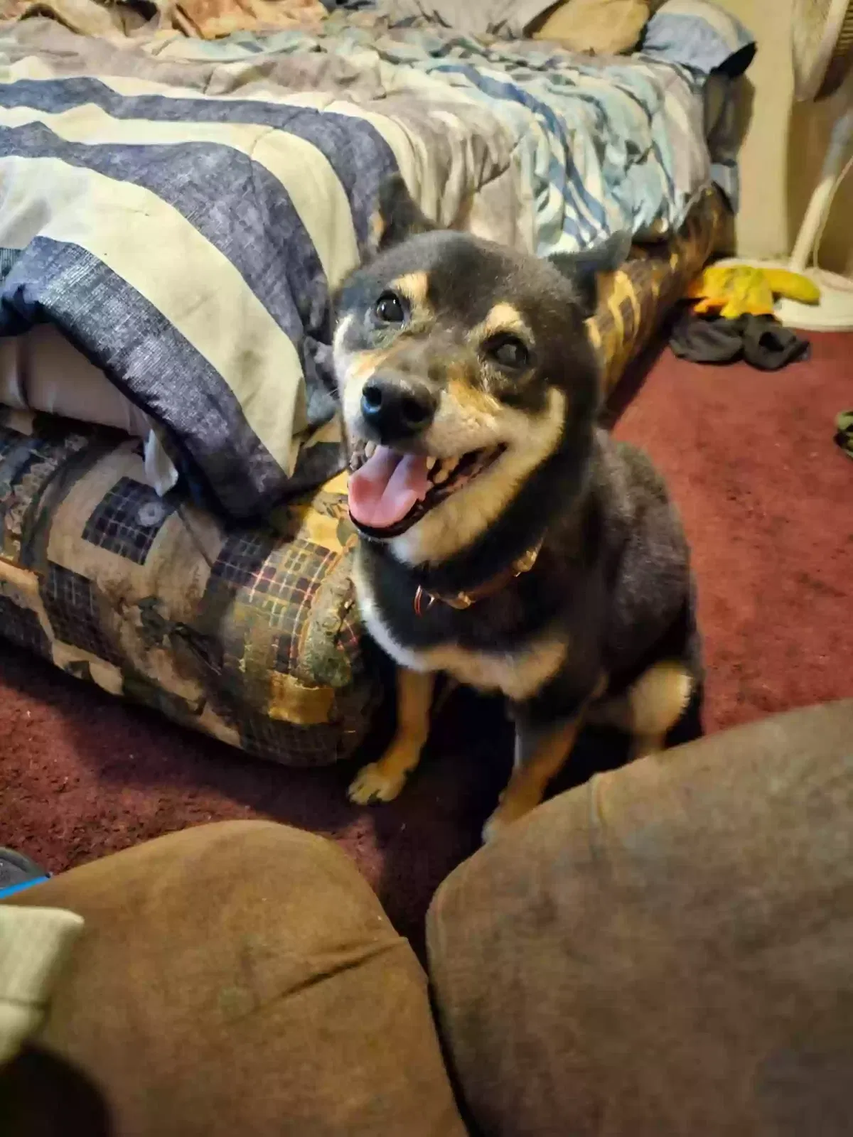 Lost dog in Colorado Springs, CO, 80903