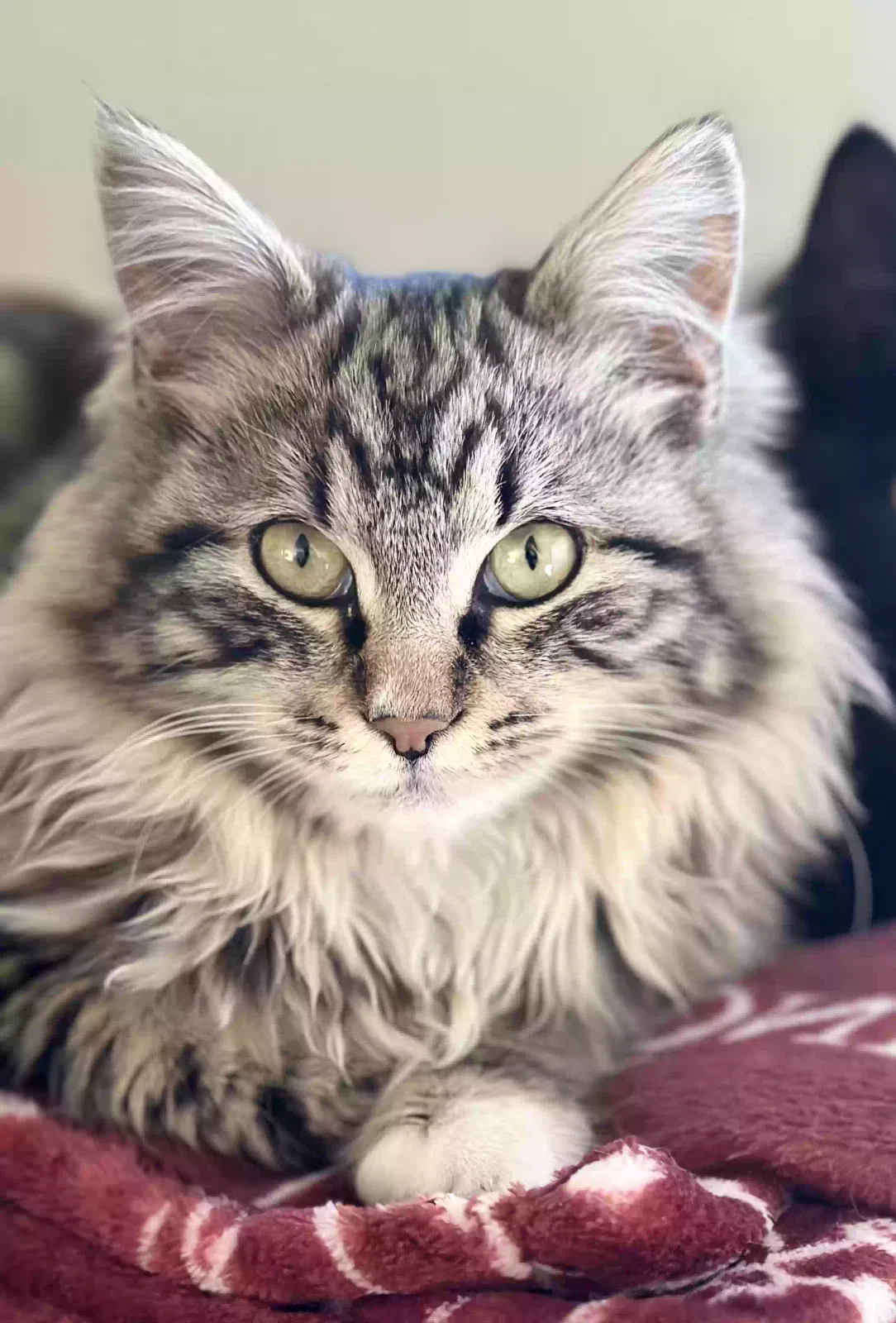 Lost cat in Tracy, CA, 95376