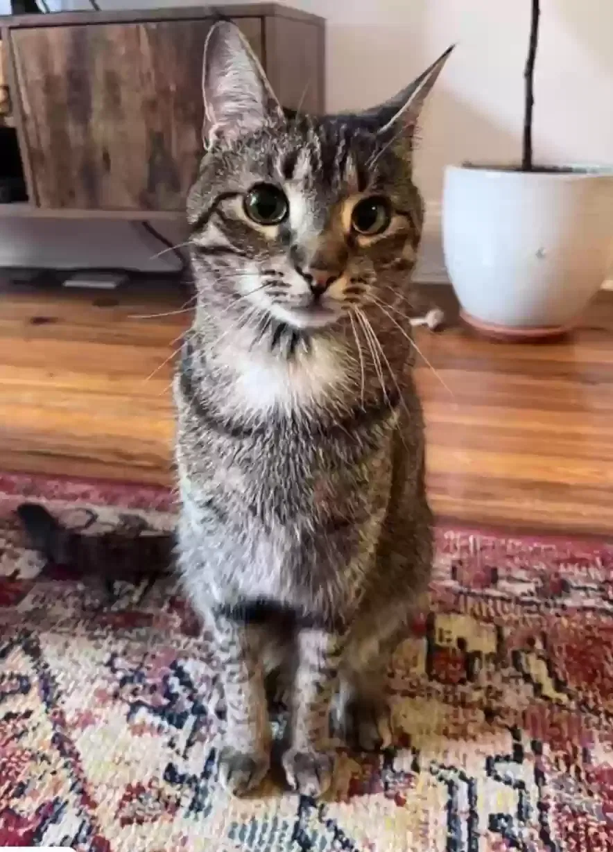 Lost cat in Havertown, PA, 19083