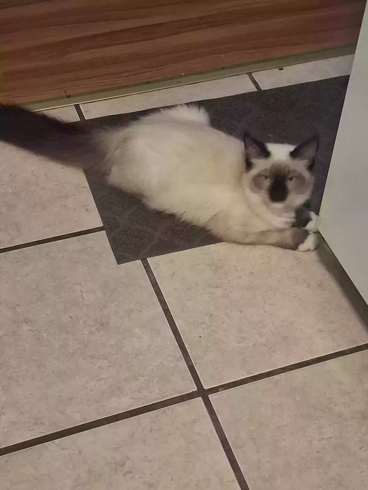 Lost cat in Greenville, SC, 29609