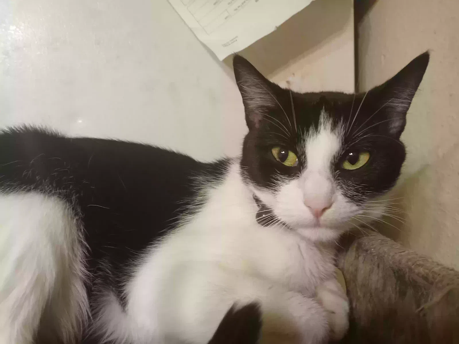 Lost cat in Lubbock, TX, 79413