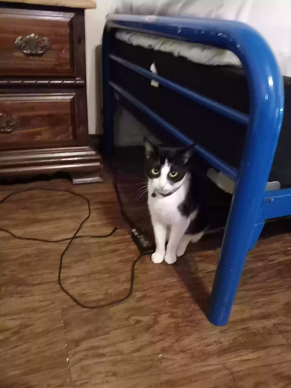 Lost cat in Lubbock, TX, 79413