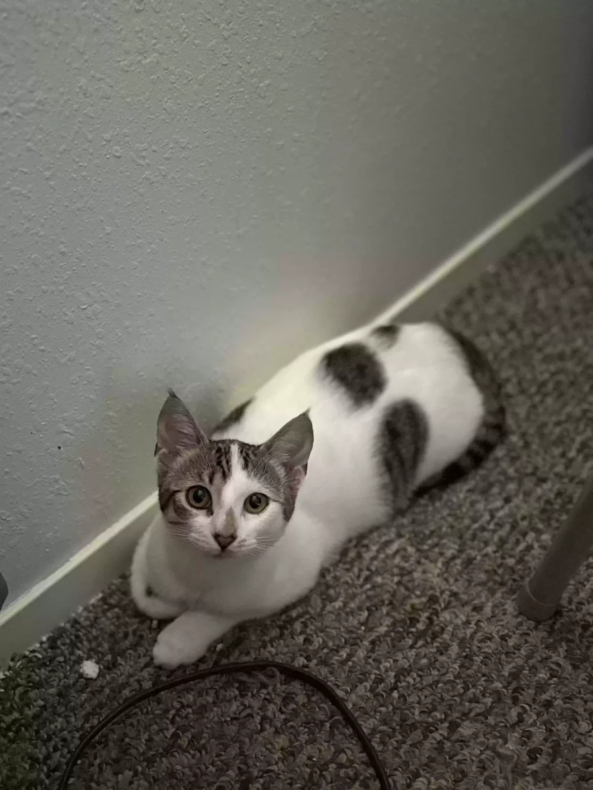 Lost cat in Chowchilla, CA, 93610