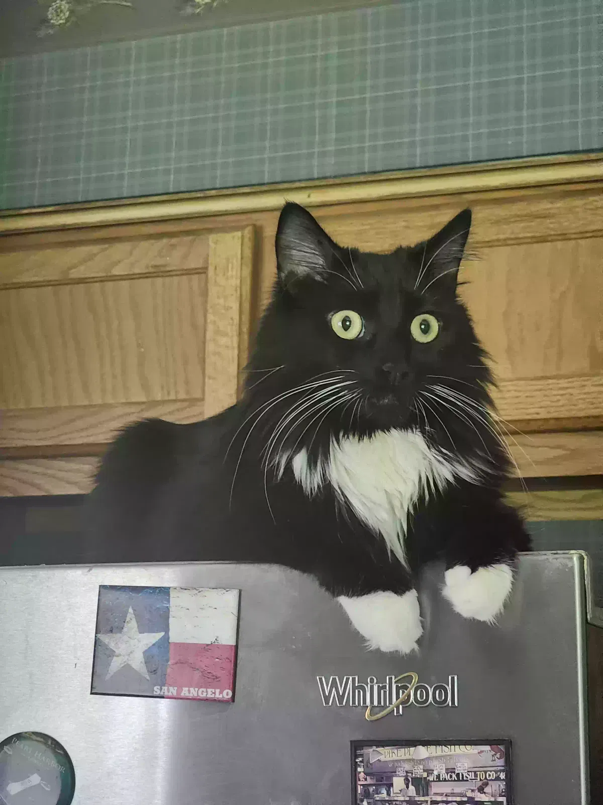 Lost cat in Kernersville, NC, 27284