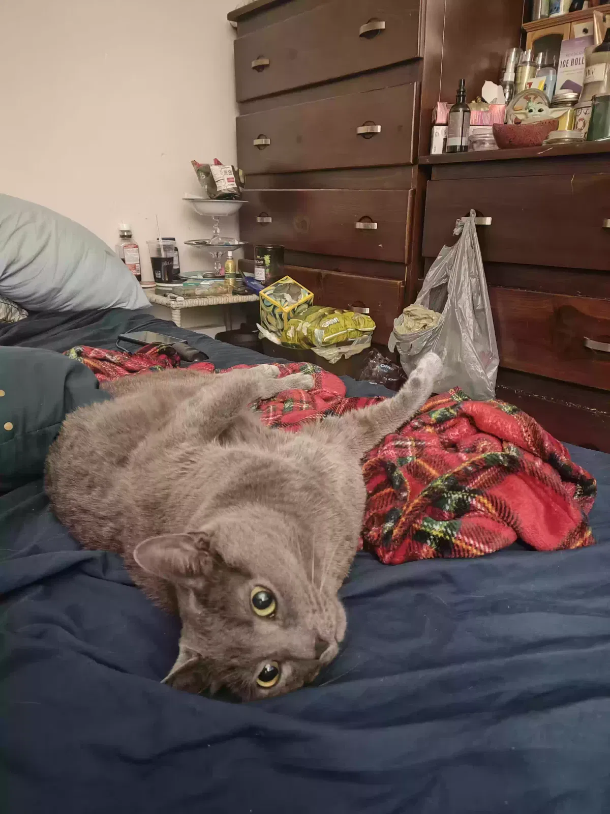 Lost cat in Cleveland, OH, 44109