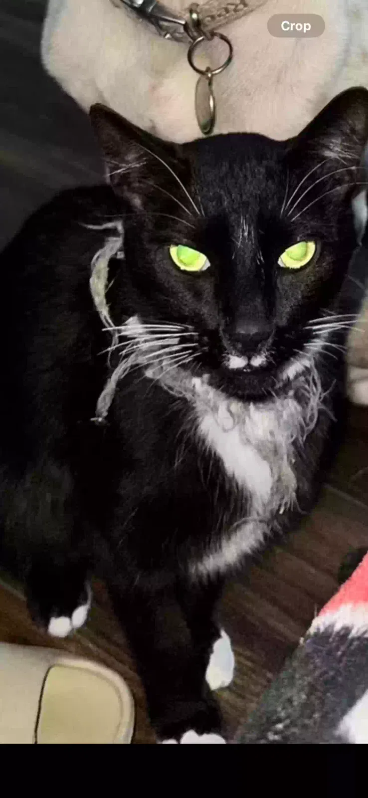 Lost cat in Houston, TX, 77040