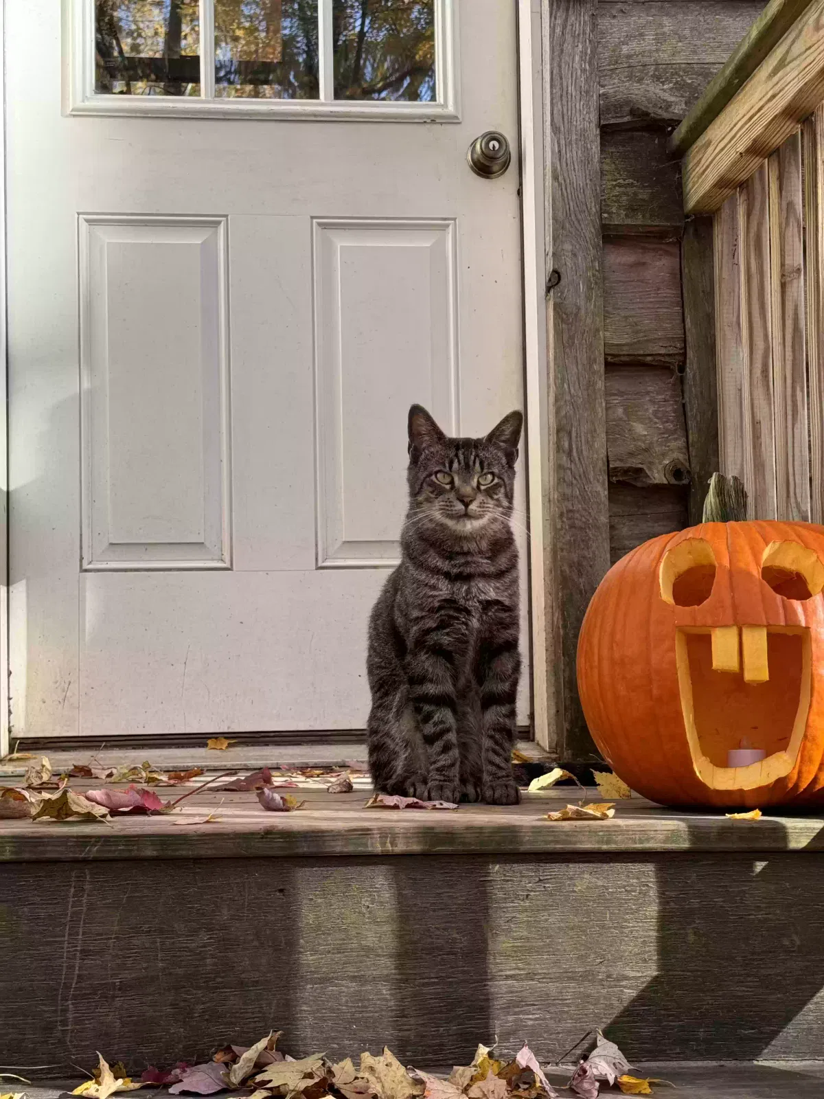 Lost cat in Holland Patent, NY, 13354