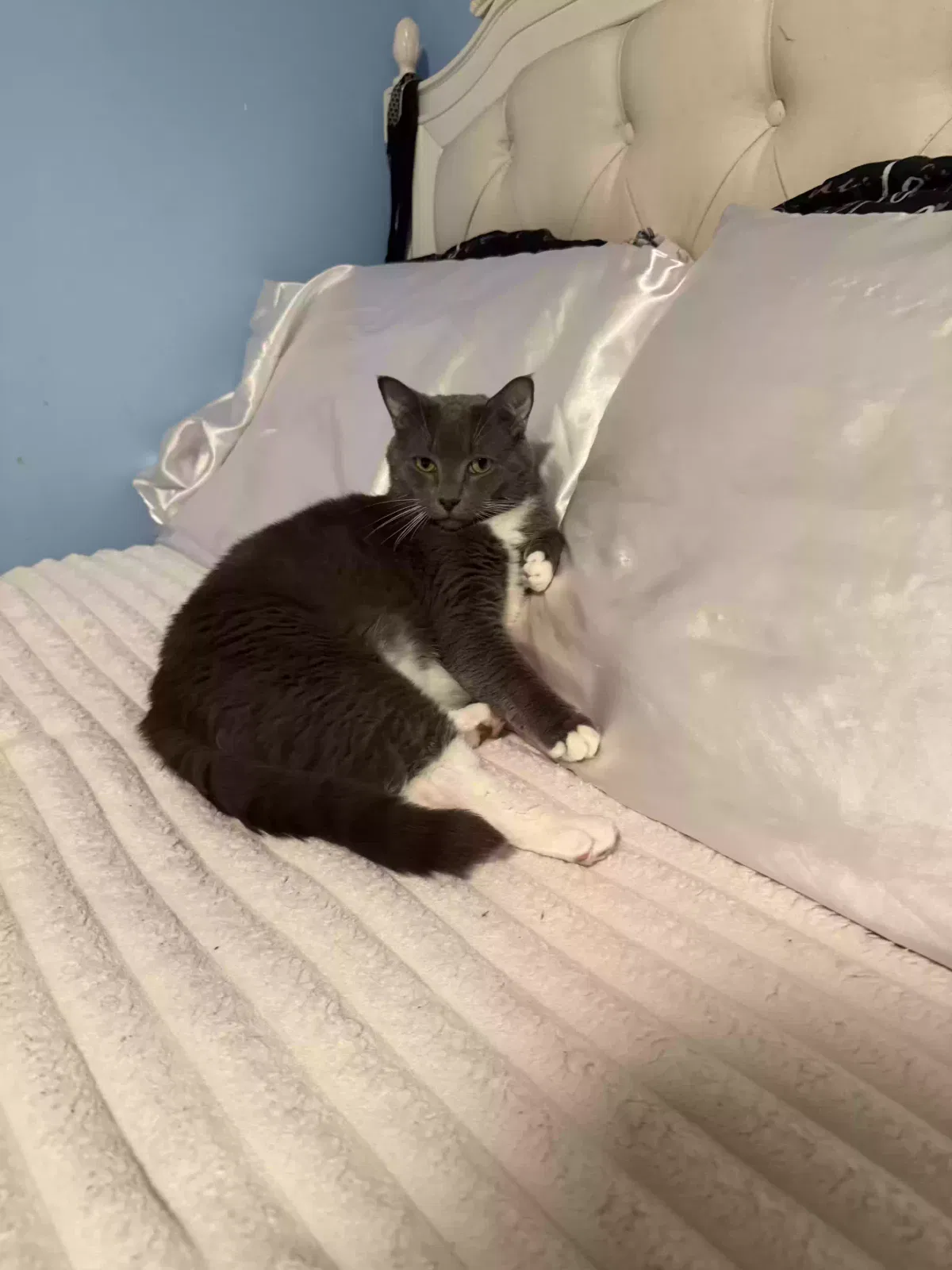 Lost cat in Cornelius, NC, 28031