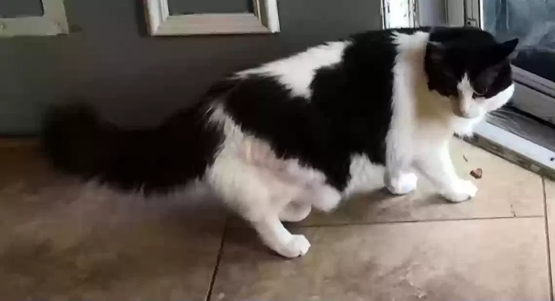 Lost cat in Woodway, TX, 76712