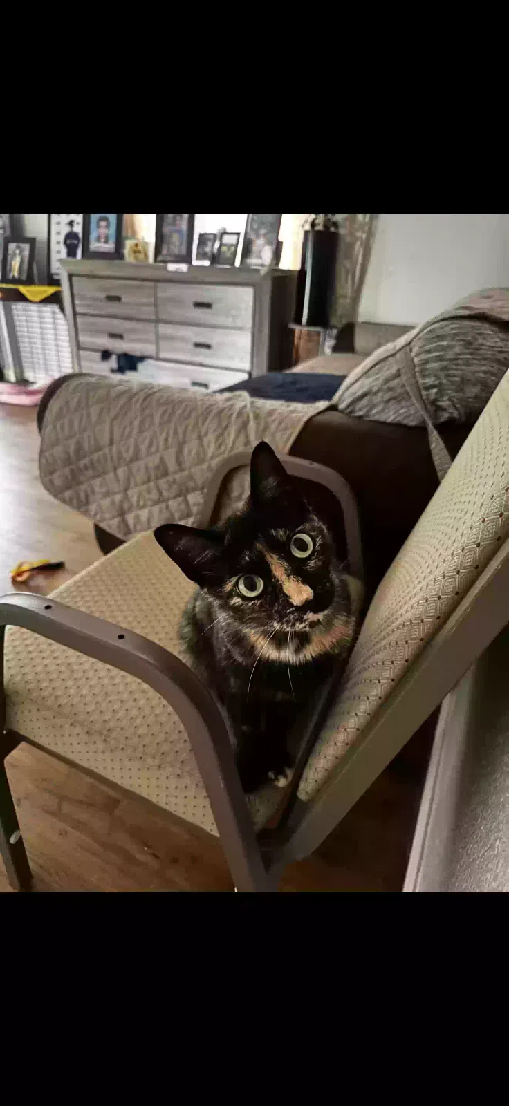 Lost cat in Garland, TX, 75040