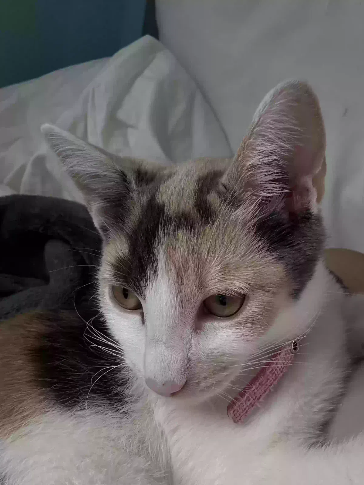 Lost cat in Norwalk, CT, 6850