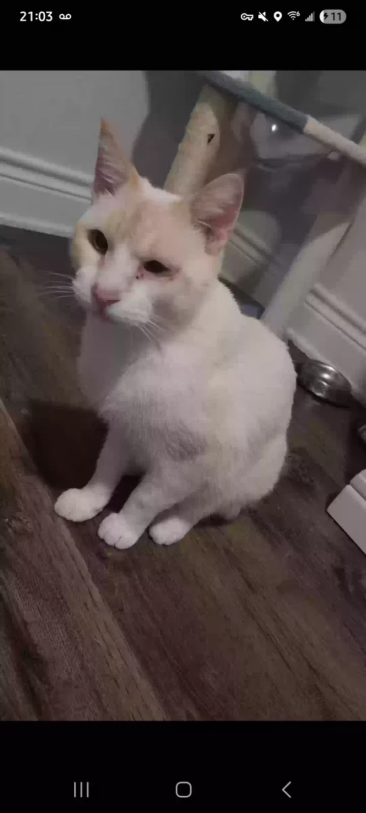Found cat in Kempner, TX, 76539