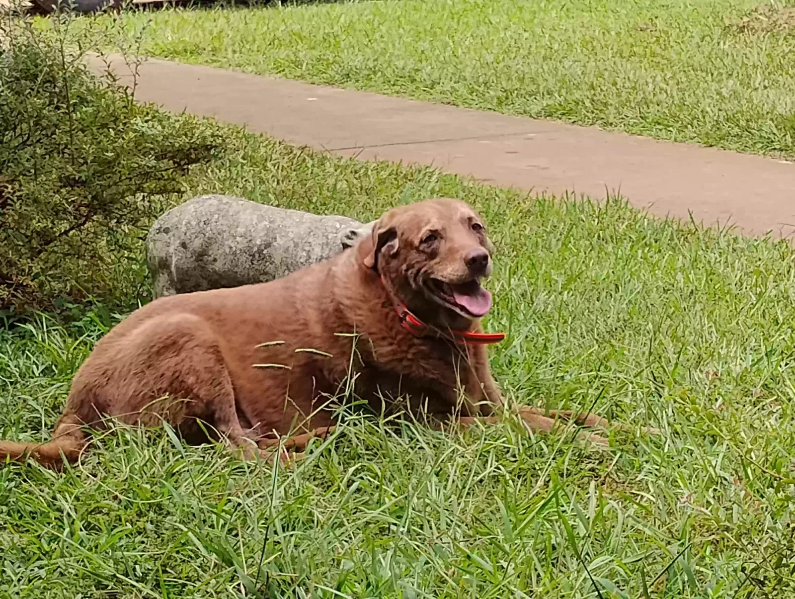 Found dog in Monticello, GA, 31064
