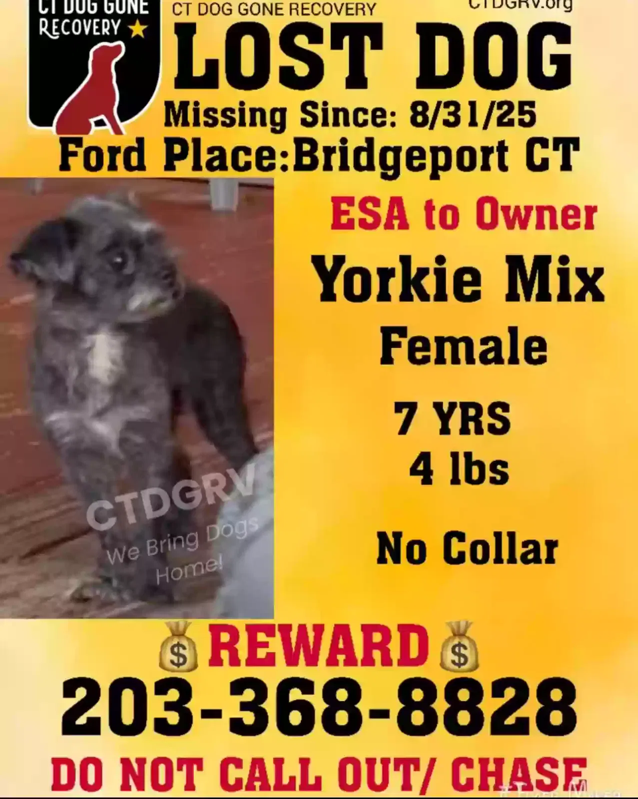 Lost dog in Bridgeport, CT, 6610