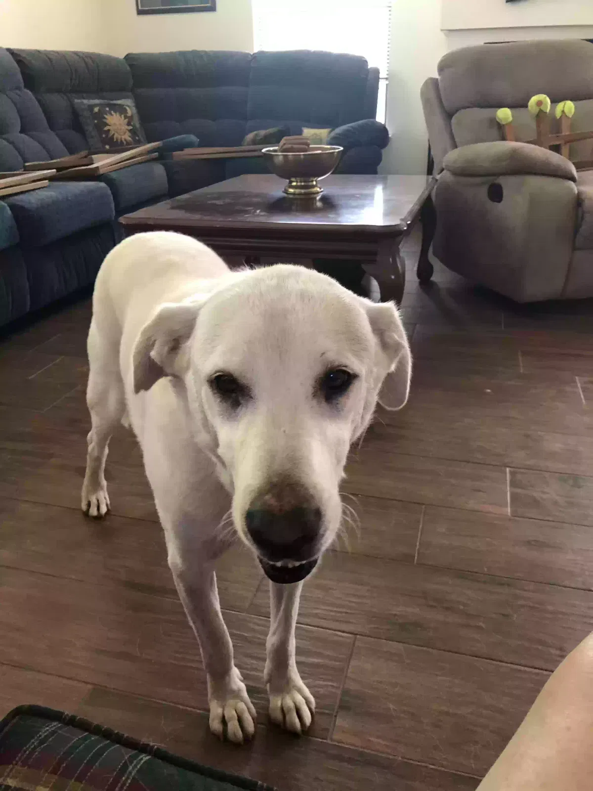 Lost dog in Austin, TX, 78727