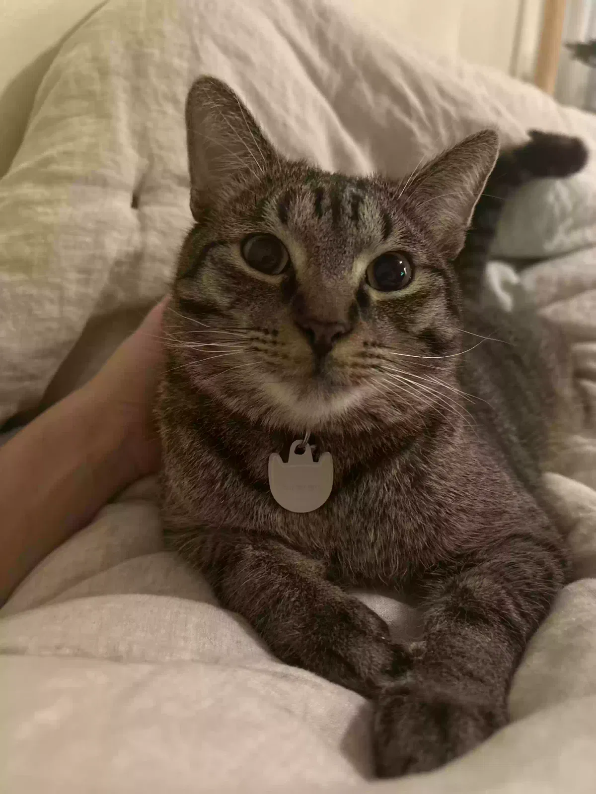 Lost cat in Salt Lake City, UT, 84103
