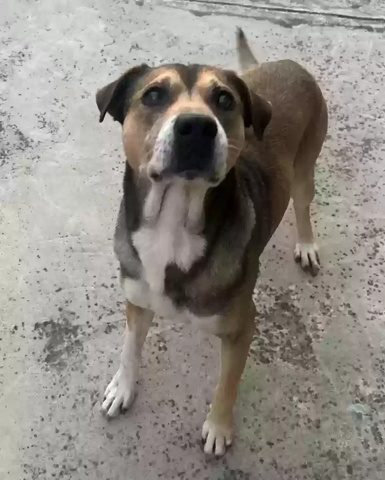 Lost dog in Salinas, CA, 93907