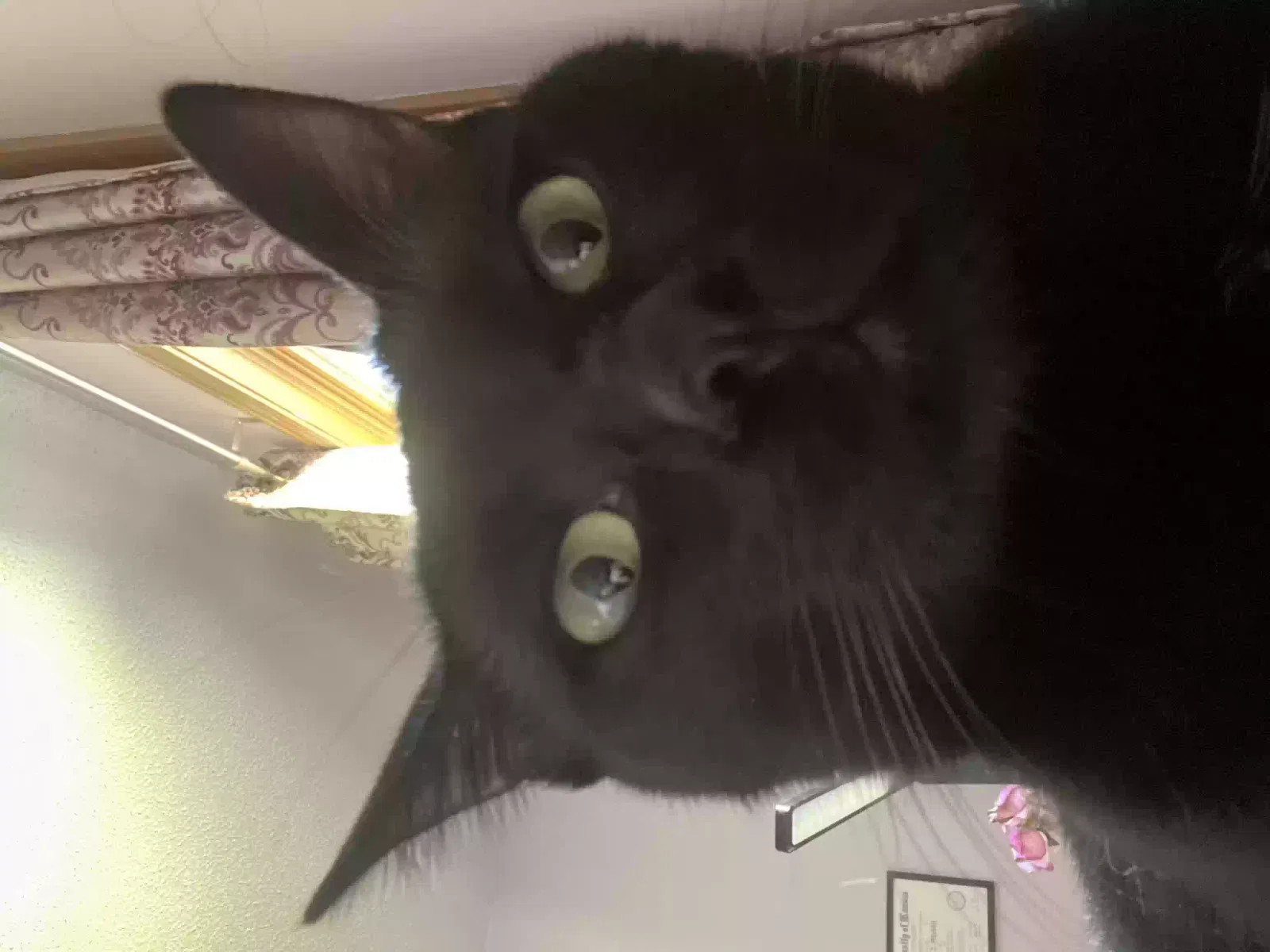 Lost cat in Olathe, KS, 66061