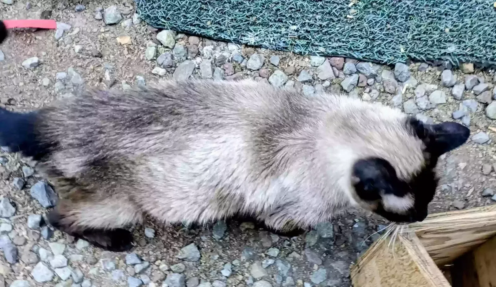 Lost cat in Littlerock, CA, 93543