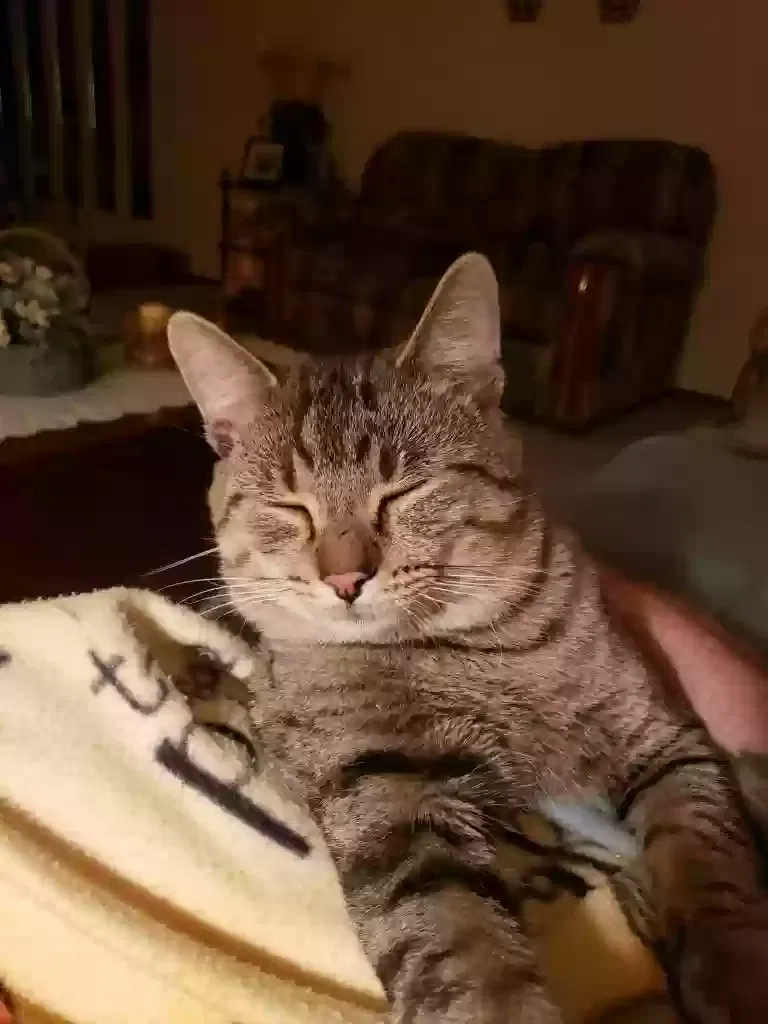 Missing Cat