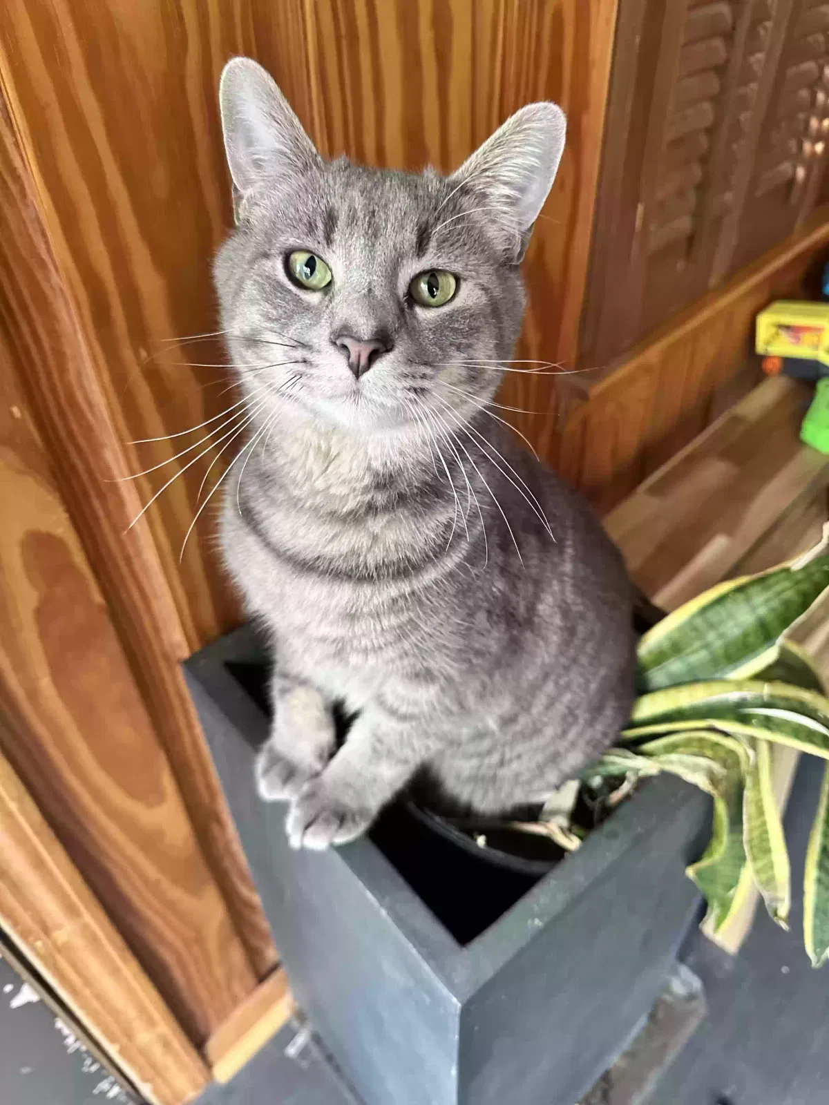 Lost cat in Athens, GA, 30606