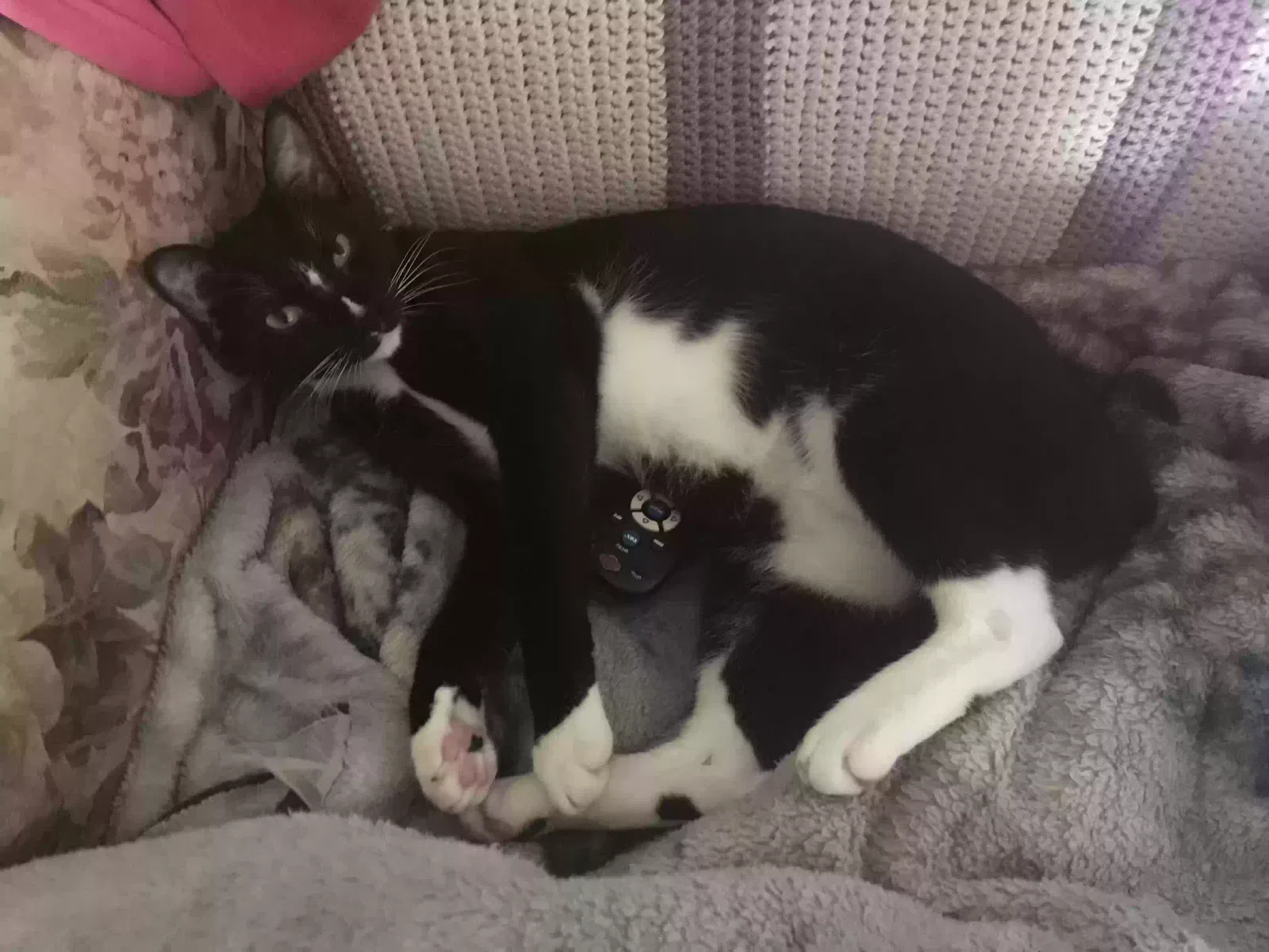 Lost cat in Vista, CA, 92083