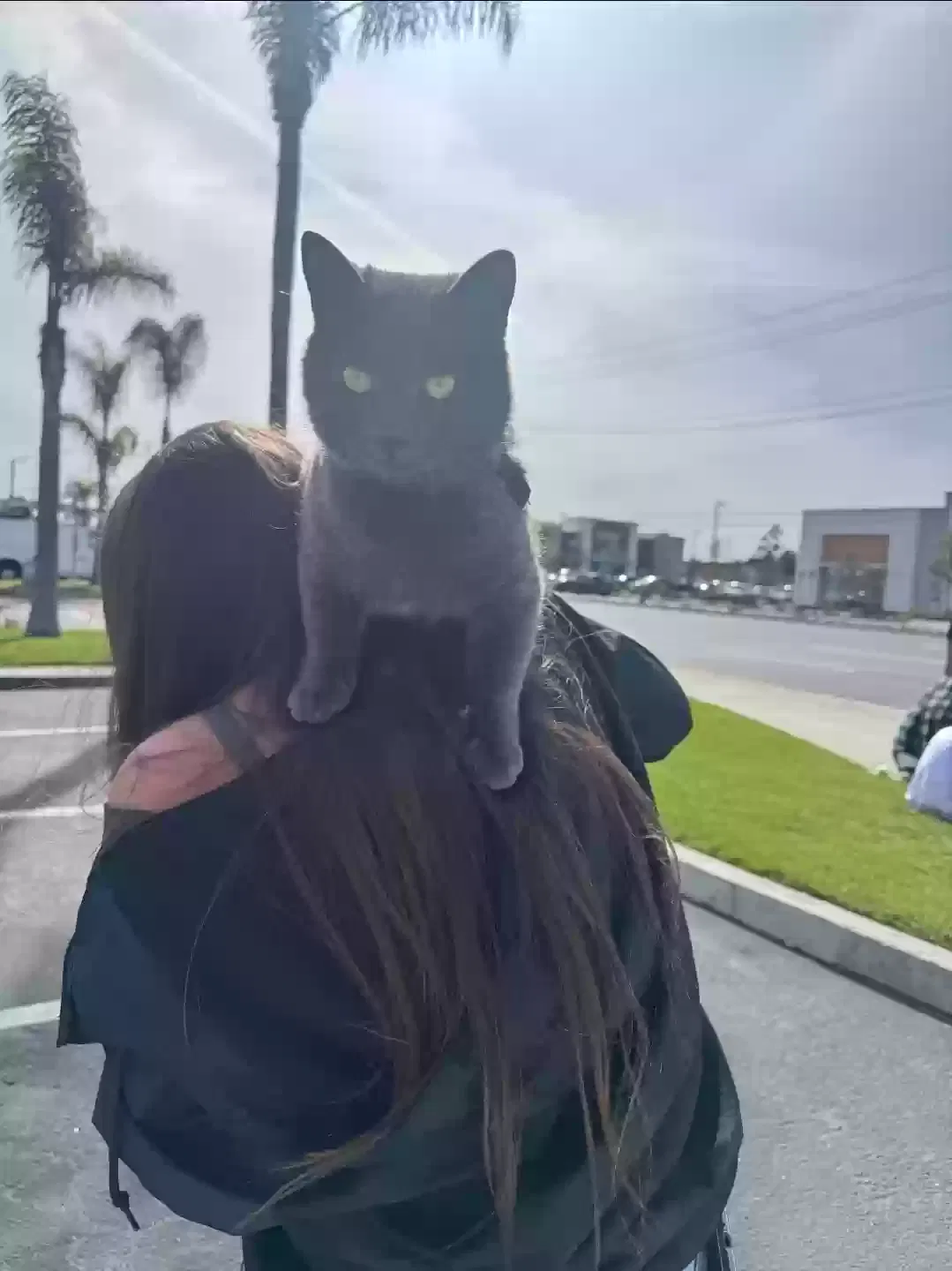 Lost cat in Anaheim, CA, 92804
