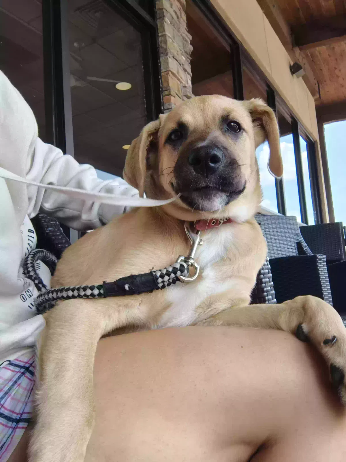 Lost dog in Webster, TX, 77598