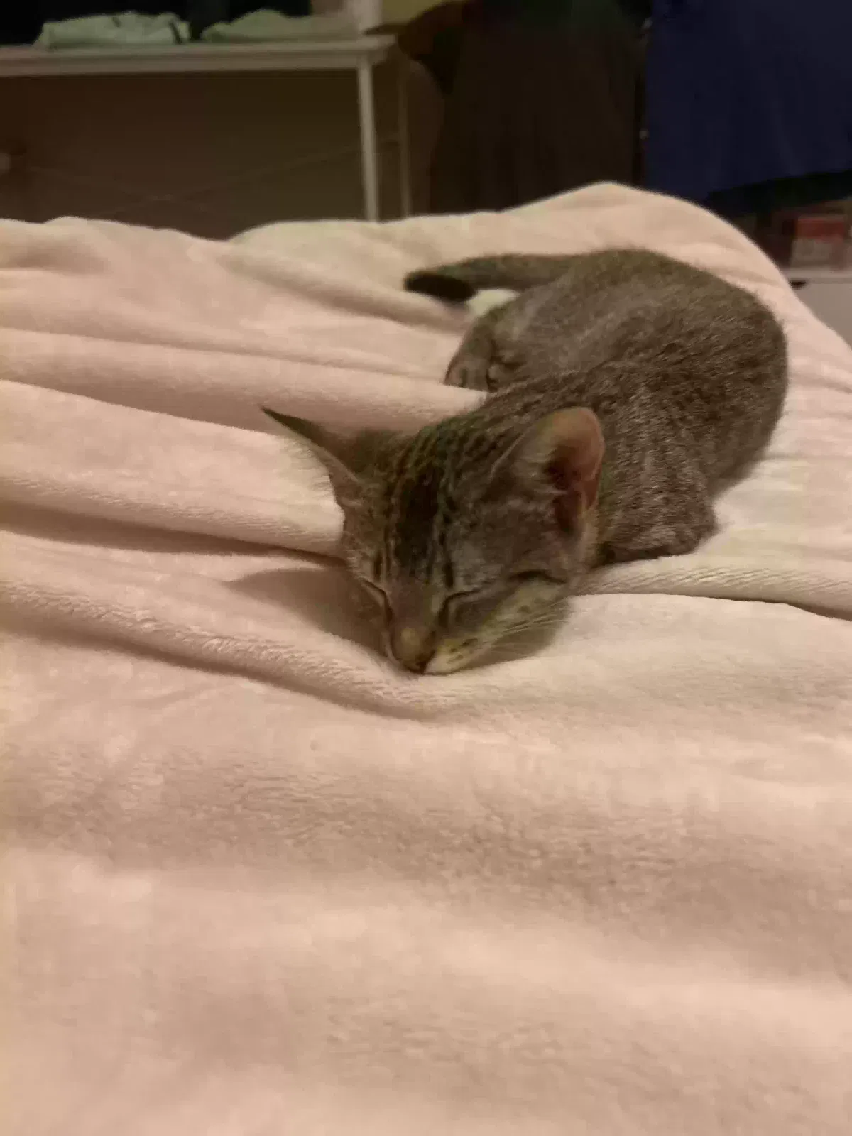 Lost cat in Chino, CA, 91708