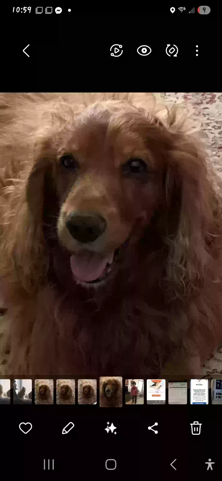 Lost dog in Cocoa, FL, 32927