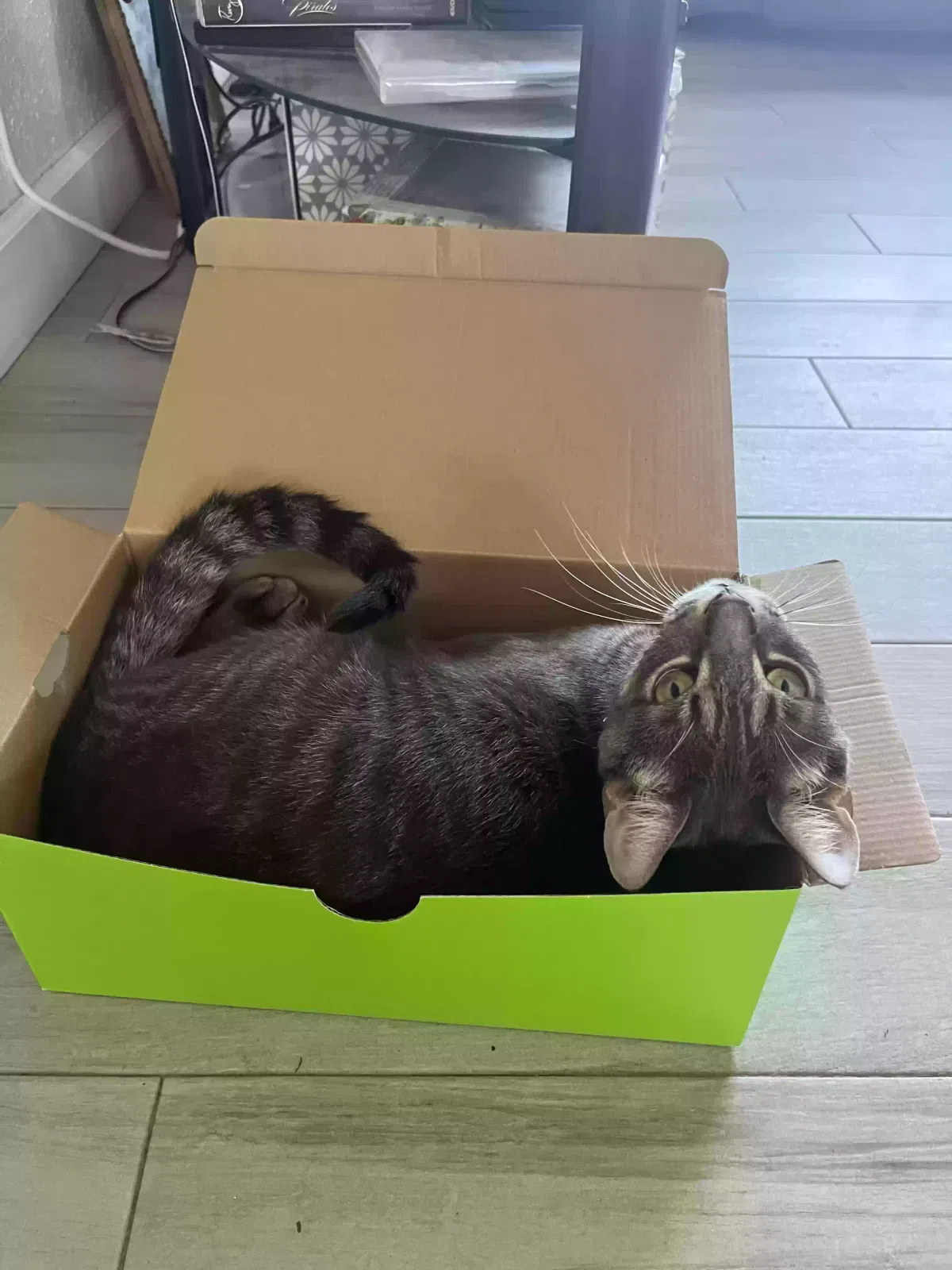 Lost cat in Port Saint Lucie, FL, 34952