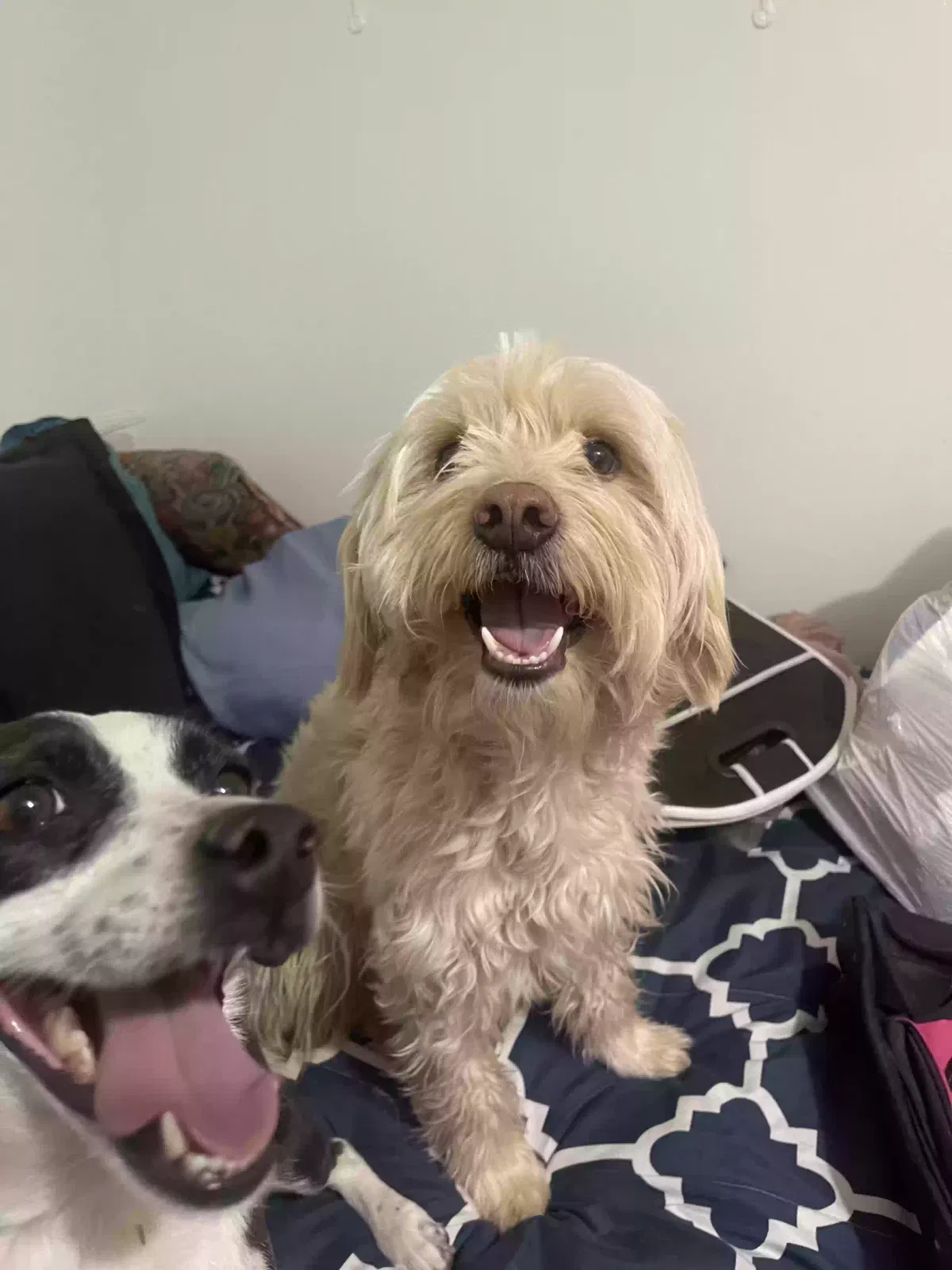 Lost dog in Tucson, AZ, 85713