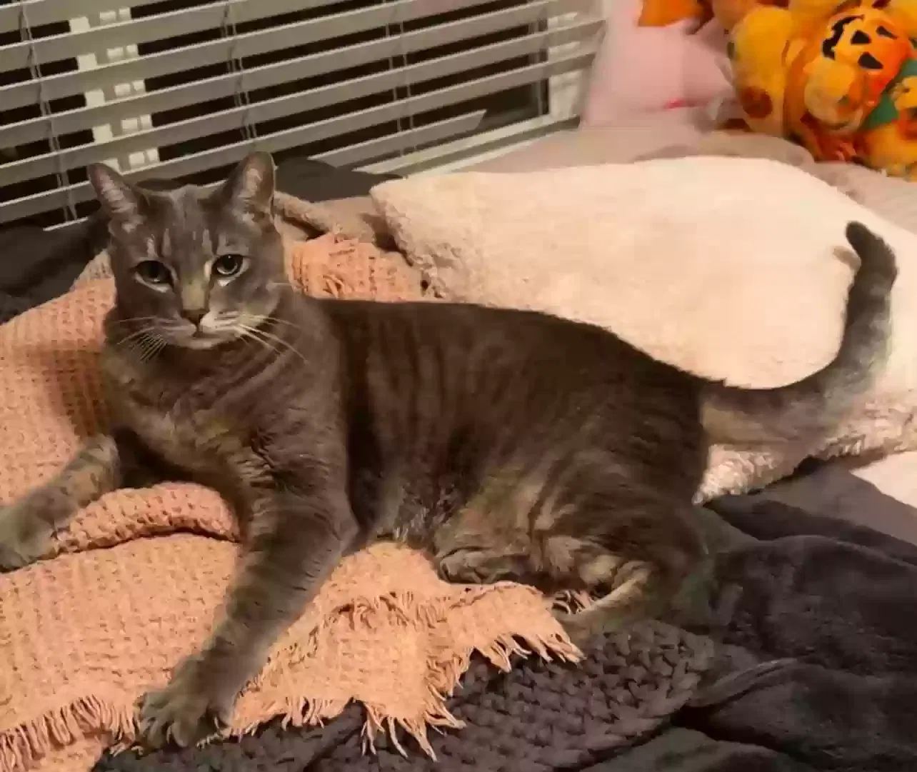 Lost cat in Palmdale, CA, 93551