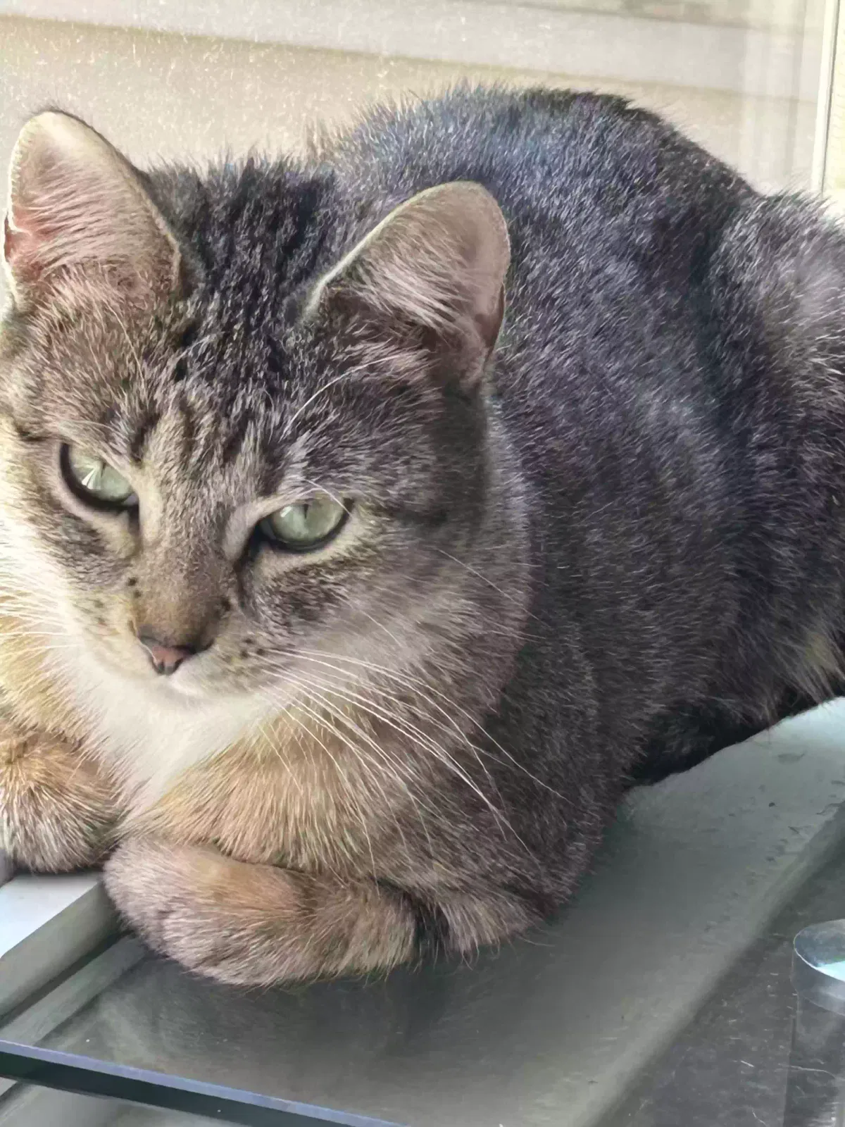 Lost cat in Palatine, IL, 60074
