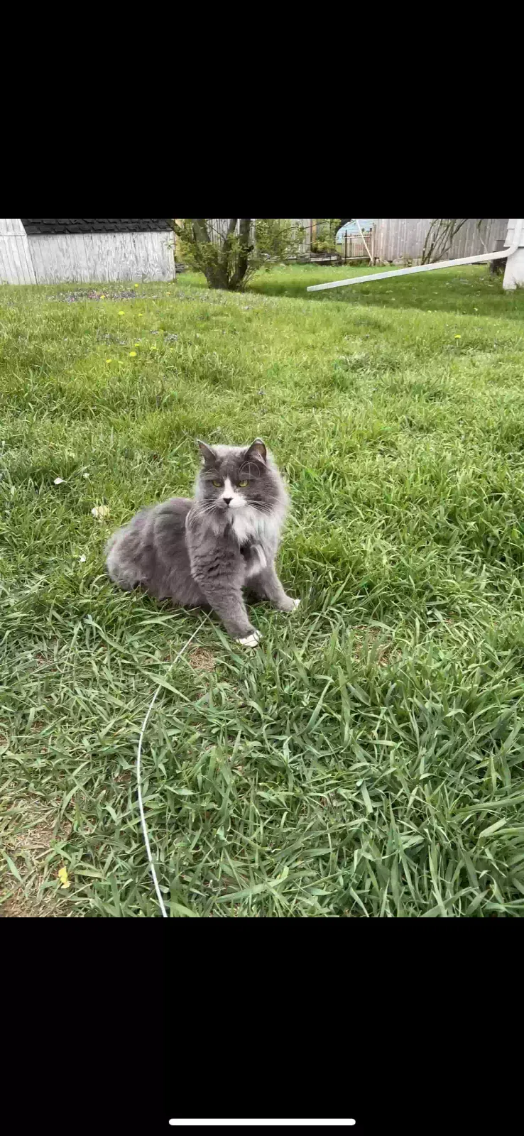 Lost cat in Saint Paul, MN, 55118