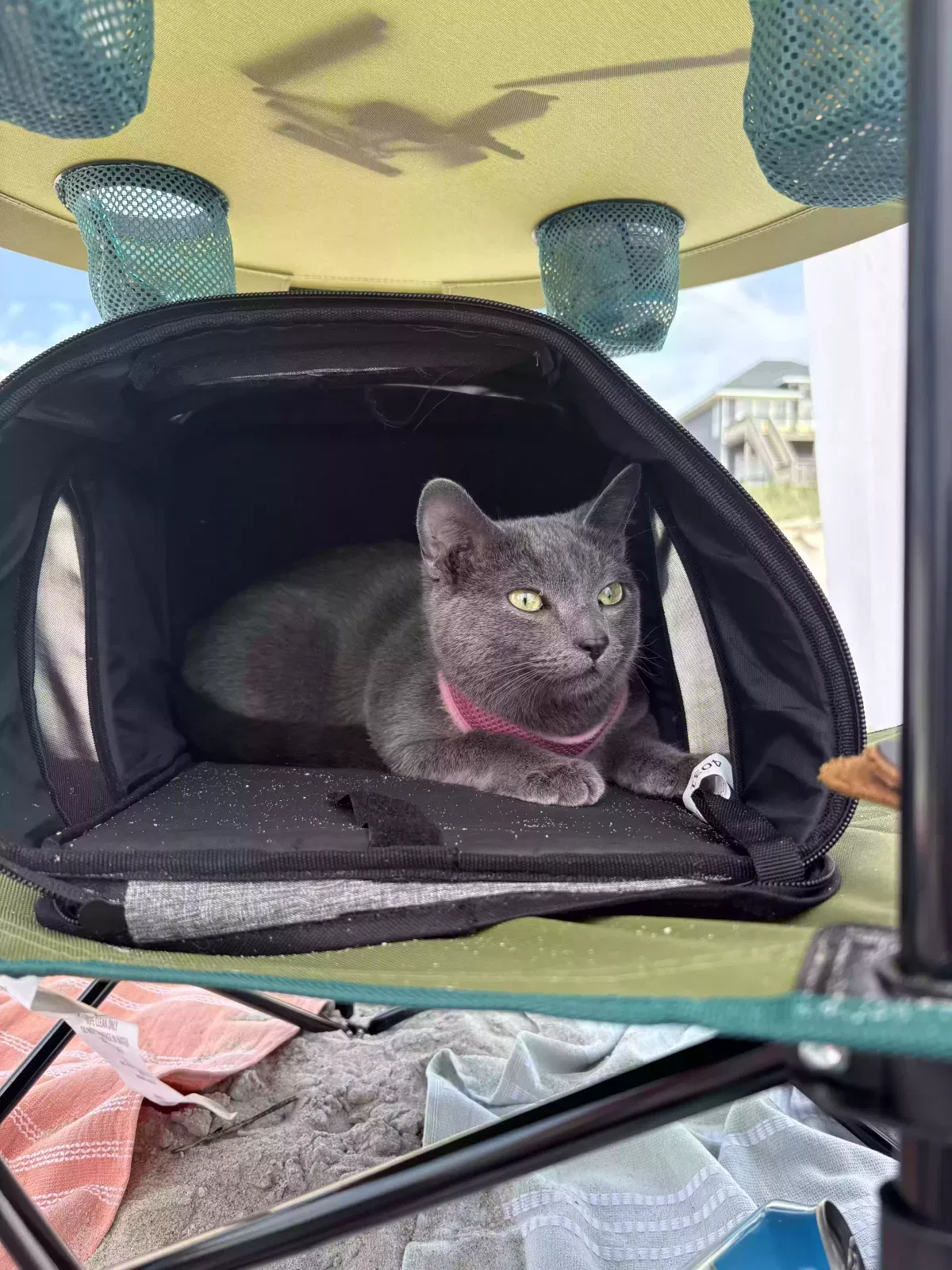 Lost cat in Holly Ridge, NC, 28445