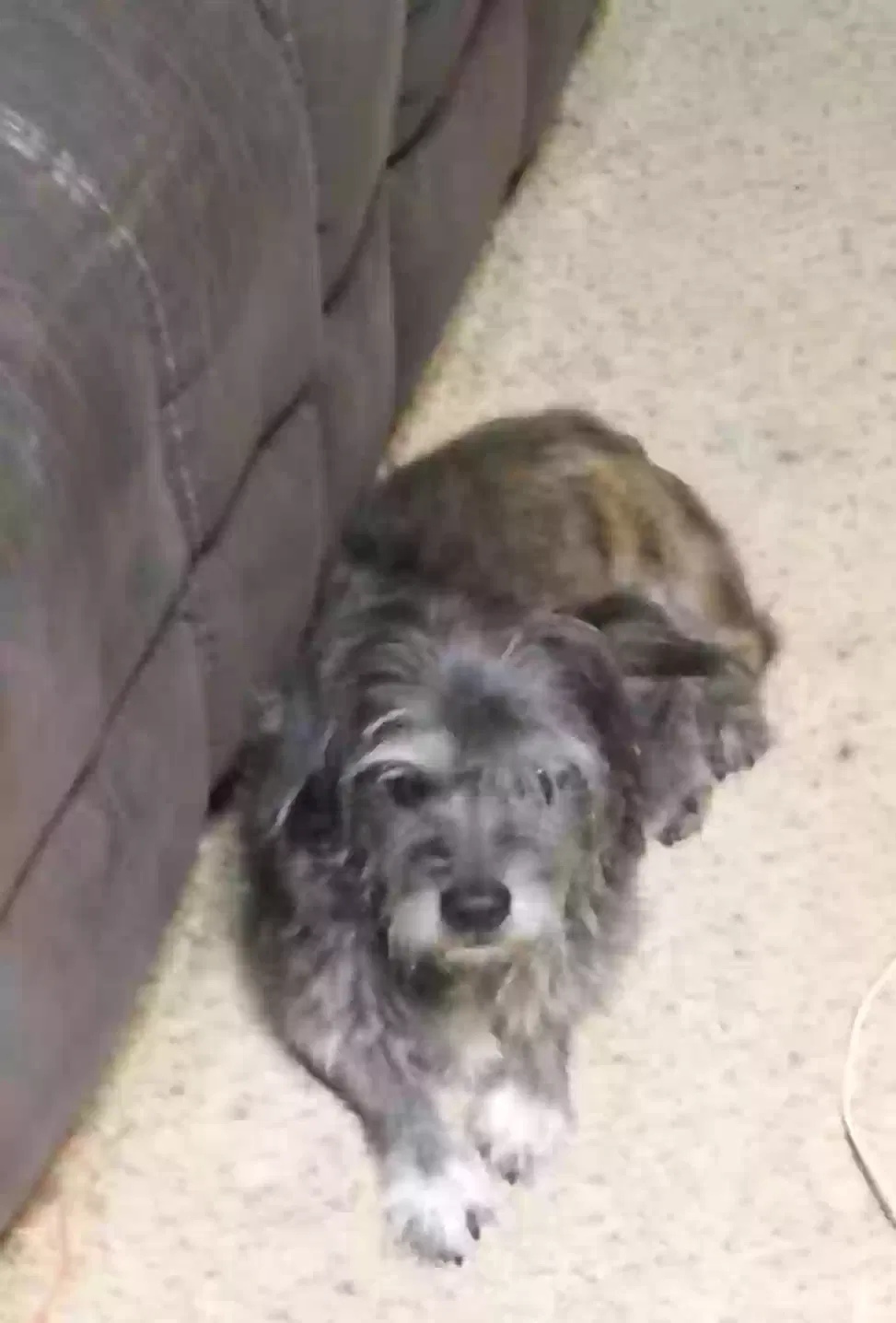 Lost dog in Galatia, IL, 62935