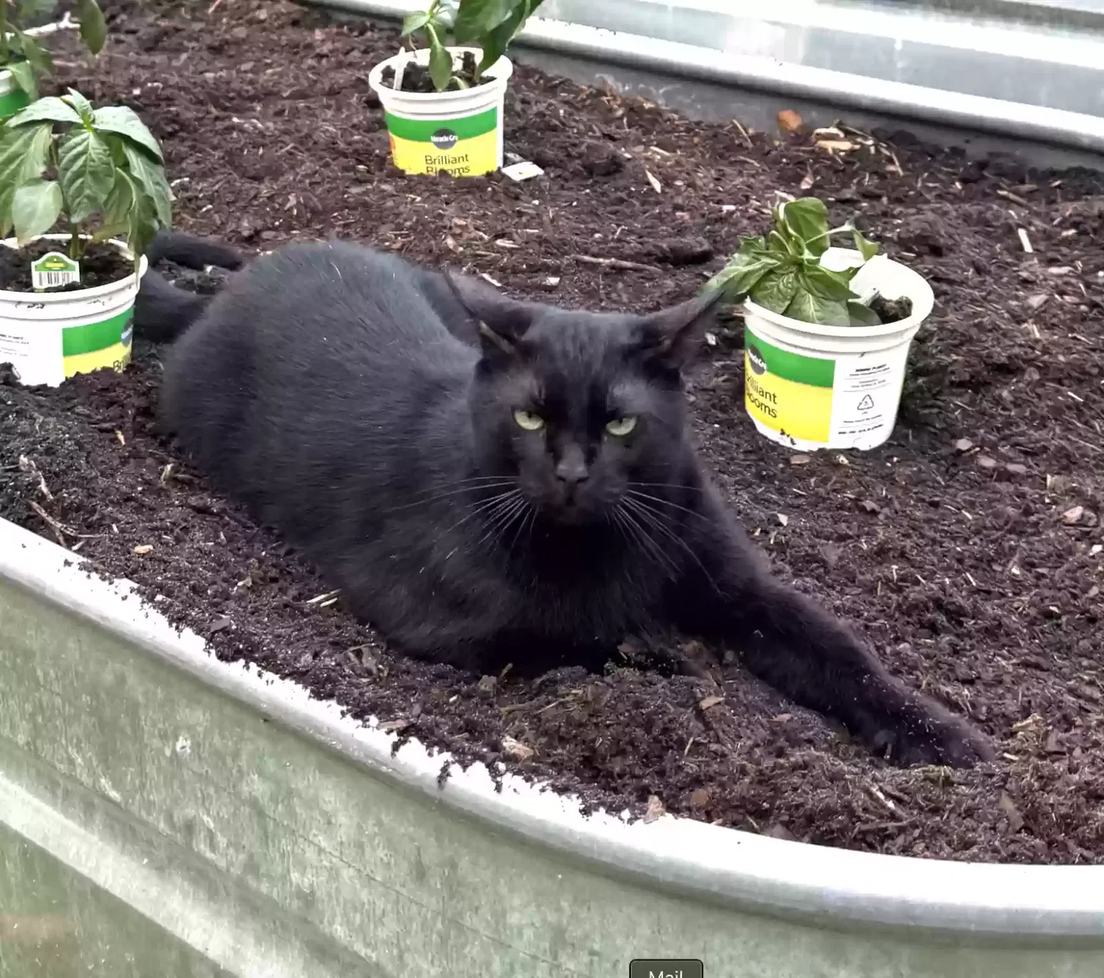 Lost cat in Lutz, FL, 33548