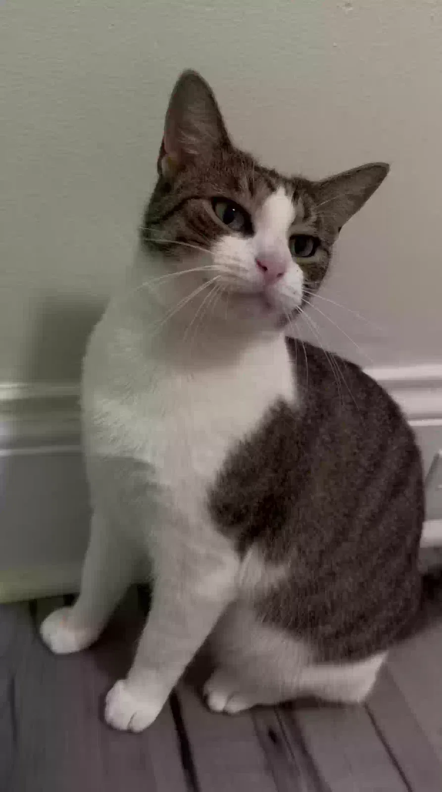 Found cat in Bellerose, NY, 11426
